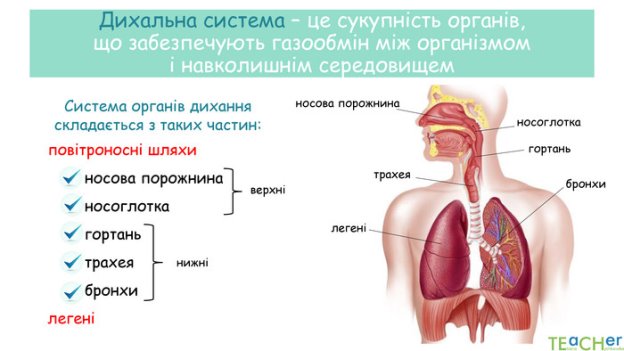 Презентація до уроку: &quot;Будова та функції органів дихання людини&quot;